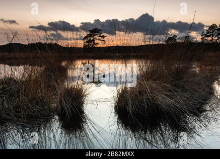 Axe Pond Churt Common Surrey Inghilterra Regno Unito fauna selvatica drangonflies grasssnakes bassa brughiera habitat riserva naturale locale , area appositamente protetta Foto Stock