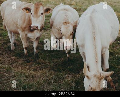 Una fattoria a conduzione familiare locale alleva mucche per la carne nella regione della Champagne, in Francia, le mucche vengono nutrite con erba sui pascoli circostanti durante i mesi caldi. Foto Stock
