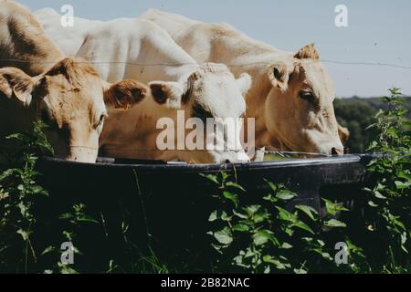 Una fattoria a conduzione familiare locale alleva mucche per la carne nella regione della Champagne, in Francia, le mucche vengono nutrite con erba sui pascoli circostanti durante i mesi caldi. Foto Stock