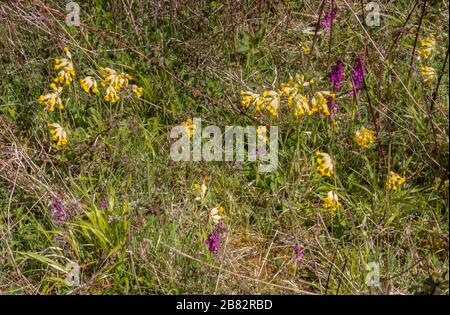 Riserva naturale di Noar Hill, hampshire orientale, calci di gesso Foto Stock