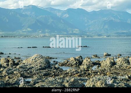 Vista della costa a Kaikoura, Dunedin, South Island, Nuova Zelanda Foto Stock