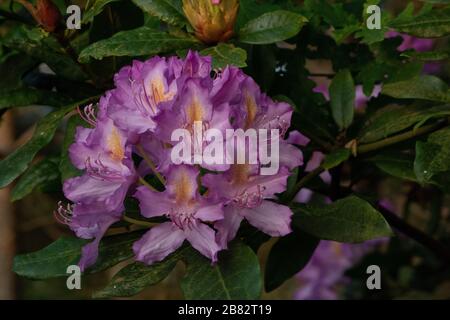 AX stagno Churt rhododendron comune habitat di brughiera pianeggiante Foto Stock