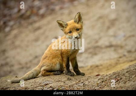 Curios giovane cub di volpe rosso seduto a terra nella foresta vicino al burrow Foto Stock