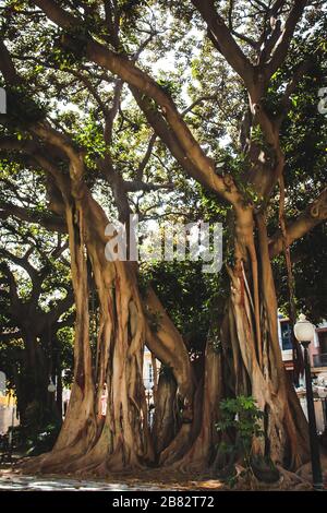 Vecchio albero di fico gigante (Ficus) ad Alicante, Spagna Foto Stock