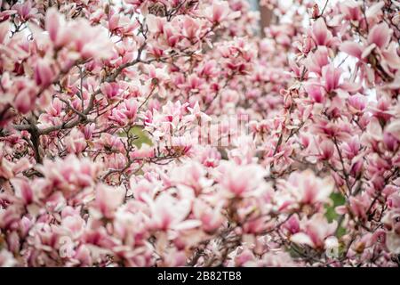 WASHINGTON - Saucer mangolias (Magnolia Soulangeana) fiorente nell'Enid A. Haupt Garden dietro il Castello Smithsonian sul National Mall a Washington DC. Ogni primavera, la grande collezione di magnolie nel Giardino dell'Haupt fornisce un inizio colorato alla primavera dell'area di DC. In genere fioriscono un paio di settimane prima della famosa fioritura dei ciliegi. Foto Stock