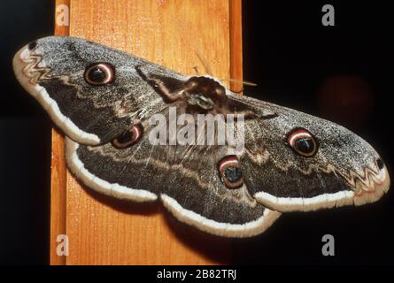 Moth di Peacock gigante (Saturnia pyri) in Lia (Lias), Epiro, Grecia. I falsi "occhi" sulle ali possono scoraggiare i predatori. Questo è un insetto enorme - il pilastro di legno è circa 100mm / 4 pollici attraverso. Foto Stock