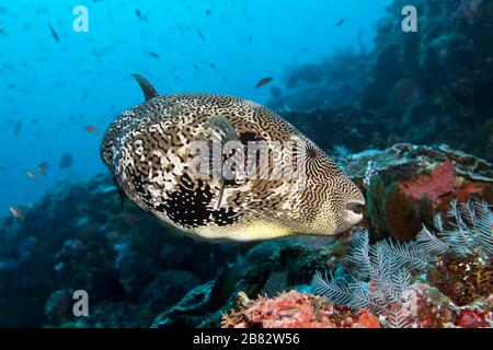 Mappa Pufferfish (mappa di Arothron), Grande barriera Corallina, Patrimonio dell'Umanità dell'UNESCO, Pacifico, Australia Foto Stock