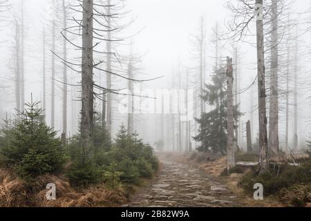 Kaiserweg, sentiero escursionistico attraverso la foresta morta, morta a causa della siccità e l'infestazione di coleotteri di corteccia, Harz National Park, bassa Sassonia, Germania Foto Stock