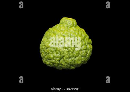 Kaffir lime (Citrus hystrix), Germania Foto Stock