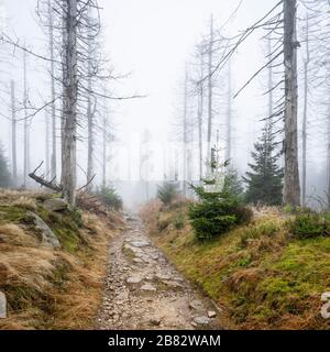 Kaiserweg, sentiero escursionistico attraverso la foresta morta, morta a causa della siccità e l'infestazione di coleotteri di corteccia, Harz National Park, bassa Sassonia, Germania Foto Stock