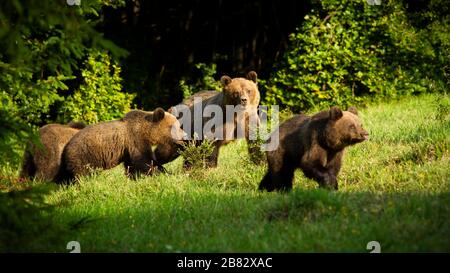 Famiglia di orsi bruni con madre pericolosa e cuccioli giovani che si avvicinano in primavera. Foto Stock