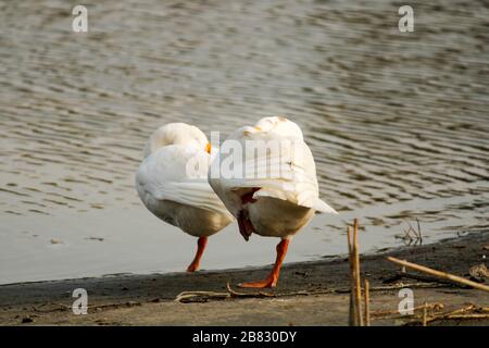 Anatre addormentate su un piede sul lato lago Foto Stock