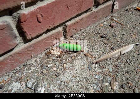 Primo piano di un cilindro in miniatura di protossido di azoto, una droga di abuso chiamato Whip ITS, Whipits o Whippets, scartato in una grondaia a Walnut Creek, California, 13 marzo 2020. () Foto Stock