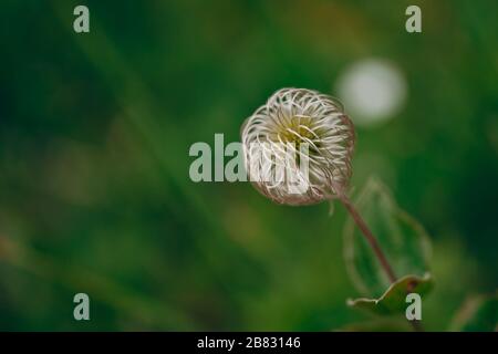 L'aspetto dei semi di clematis dopo la fioritura. clematis sbiadì Foto Stock