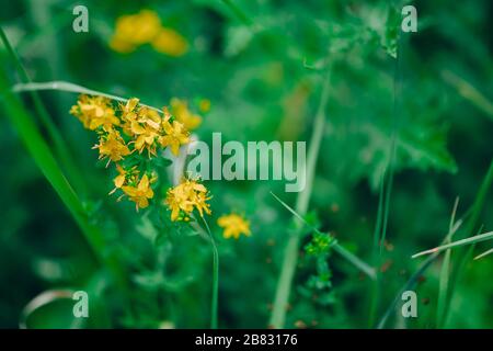 Prato fiorito, verum di Galium, cannuccia della signora o cannuccia gialla. Galum verum è una pianta perenne erbacea. Pianta sana Foto Stock