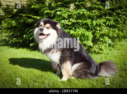 Un cane, animale domestico sedersi sull'erba, prato. Cespugli sullo sfondo. Primo piano, macro su un Lapphund finlandese. Attendere un comando. Foto Stock