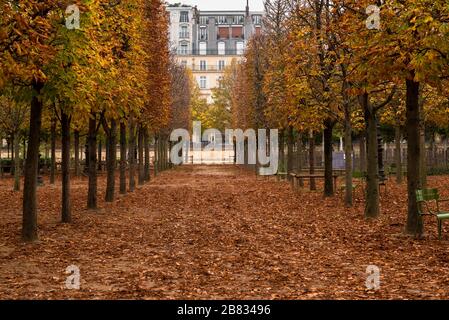 Foto di un percorso attraverso gli alberi che spargono le loro foglie in autunno nei Giardini delle Tuileries a Parigi, Francia. Foto Stock