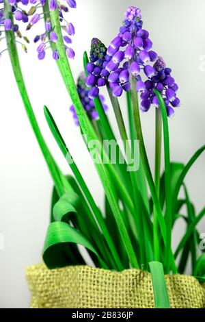 Grappolo di fiori di Muscari con boccioli a campana su fondo bianco e borsa a tracolla. Foto Stock