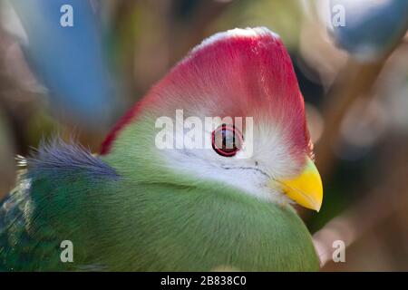 Red crested's Turaco (Tauraco erithrolophus) Foto Stock