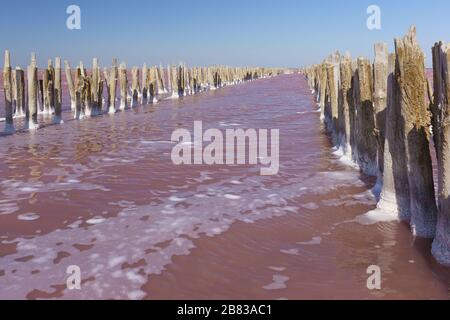 Lago rosa Sasyk Sivash nella parte occidentale della penisola di Crimea, Yevpatoria. I resti di una diga di legno da miniera di sale Foto Stock