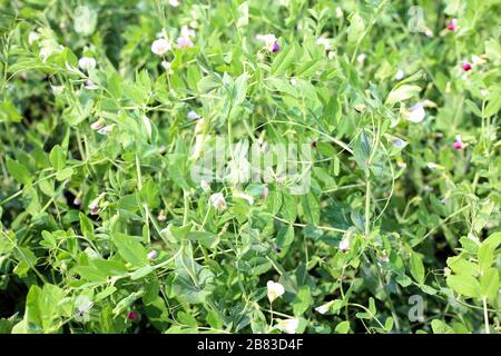 piselli verdi nell'orto. Piselli vegetali Foto Stock