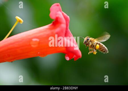 Volo ape miele vicino a fiore rosso brillante liana Campsis Foto Stock