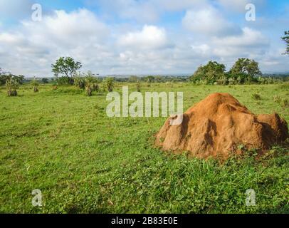 La termite si addormentò sulla savana ghiaiata degli altopiani di Ituri, Repubblica Democratica del Congo Foto Stock