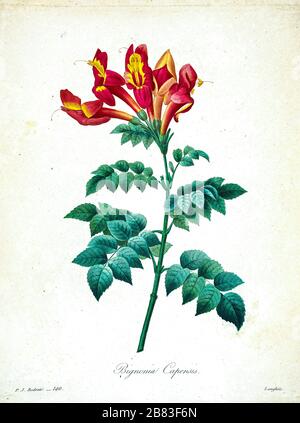 Dipinto a mano del XIX secolo, illustrazione di un fiore Tecoma capensis (nome comune Capo honeysuckle [qui come bignonia capensis], di Pierre-Joseph Redoute. Pubblicato in Choix Des Plus Belles Fleurs, Parigi (1827). Di Redouté, Pierre Joseph, 1759-1840.; Chapuis, Jean Baptiste.; Ernest Panckoucke.; Langois, Dr.; Bessin, R.; Victor, fl. Ca. 1820-1850. Foto Stock