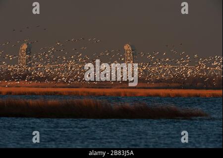 Volo in gregge di oche da neve e ponte del Parco Marino all'alba Foto Stock