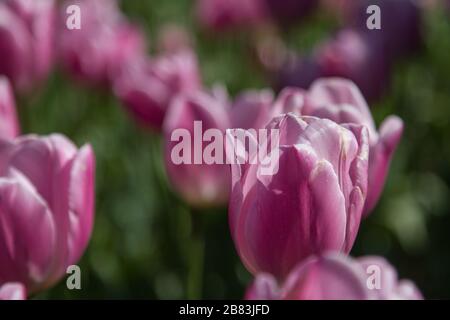 un campo di tulipani in fiore in bianco, rosa e viola Foto Stock