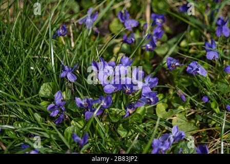 Violette profumate fiorite Viola odorata marzo violetta primavera nel mese di febbraio marzo Foto Stock