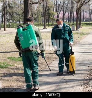 Belgrado, Serbia - 19 marzo 2020: Due lavoratori provenienti dal verde della città che svolgono la disinfezione del parco all'aperto spray per la prevenzione della diffusione del virus Corona Foto Stock