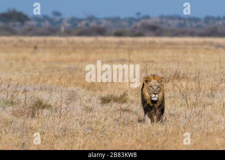 Leone (Panthera leo), Savuti, Parco Nazionale Chobe, Botswana. Foto Stock