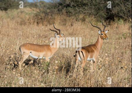 Impala (Aepyceros melampus), Savuti, Parco Nazionale Chobe, Botswana. Foto Stock