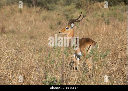 Impala (Aepyceros melampus), Savuti, Parco Nazionale Chobe, Botswana. Foto Stock