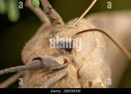 Big Poplar Sphinx (Pachysphinx occidentalis) è grande e veloce Moth a casa nel selvaggio e domesticated West. Foto Stock