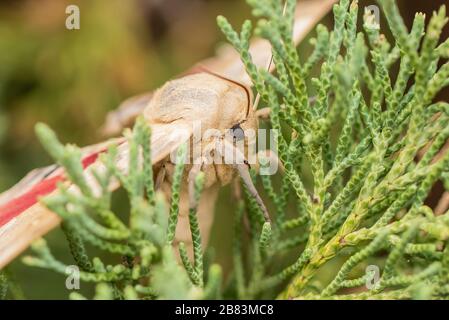 Big Poplar Sphinx (Pachysphinx occidentalis) è grande e veloce Moth a casa nel selvaggio e domesticated West. Foto Stock