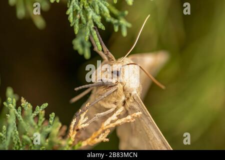 Big Poplar Sphinx (Pachysphinx occidentalis) è grande e veloce Moth a casa nel selvaggio e domesticated West. Foto Stock