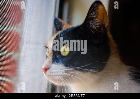 La zucca, un gatto calico, si affaccia su una finestra schermata, 28 gennaio 2016, a Coden, Alabama. Foto Stock