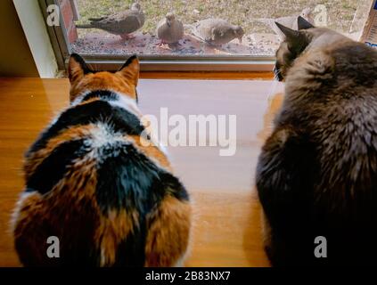 Zucca, un gatto calico, e Twinkie, un gatto siamese, guardare colombe lutto mangiare birdseed da una sporgenza finestra, 13 marzo 2020, a Coden, Alabama. Foto Stock