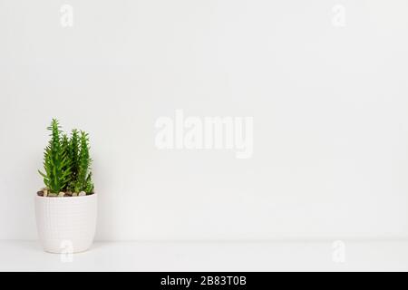 Pianta al coperto di cactus in una pentola bianca. Vista laterale sullo scaffale bianco contro una parete bianca. Spazio di copia. Foto Stock