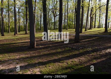 Querce in un bosco in primo mattino luce con luce e ombre che si rifluiscono attraverso gli alberi. Foto Stock