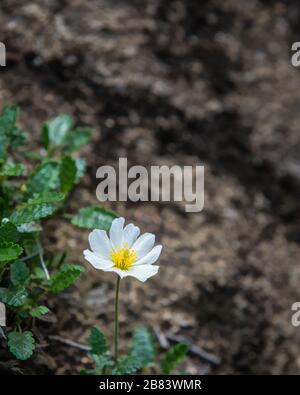 Single islandese, bianco fiore papavero con foglie verdi che crescono da un paesaggio roccioso Foto Stock