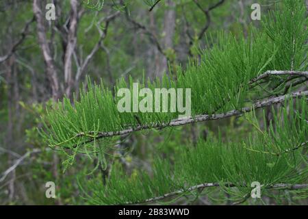 Bald Cypress Bough (Taxodium distichum), Okefenokee Swamp, Georgia e Florida, USA, di Dembinsky Photo Associates Foto Stock