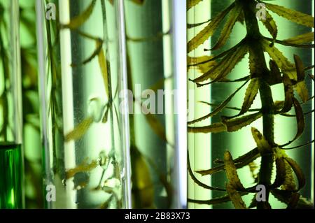 Tubo per biocarburanti di alghe in laboratorio biotecnologico, fotobioreattore in laboratorio per l'industria dei biocarburanti di alghe Foto Stock