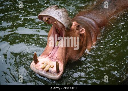 Ippopotamo, ippopotamo che vive nel lago d'acqua Foto Stock