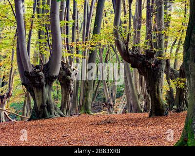 Foresta di Epping vicino a Londra Foto Stock