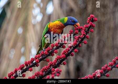 Lorakeet mangiare fiori rossi in Australia Foto Stock