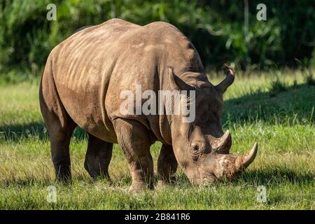 Rinoceronte allo zoo australiano che pascolano nell'erba. Foto Stock