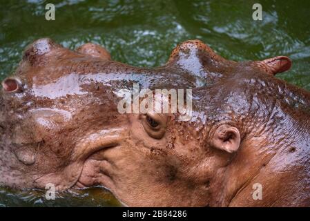 Ippopotamo, ippopotamo che vive nel lago d'acqua Foto Stock